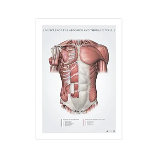 Buk- och ytliga bröstmuskler, anatomiposter 50x70mm
