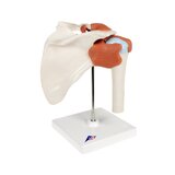 Flexibel axelmodell med ligament och färgade ledytor