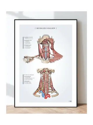 Affisch anatomi - muskler i nacken