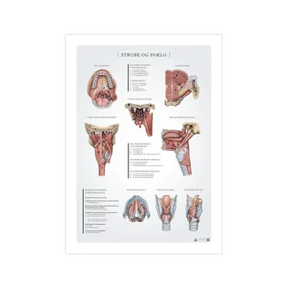 Hals och svalg anatomiposter 50x70mm