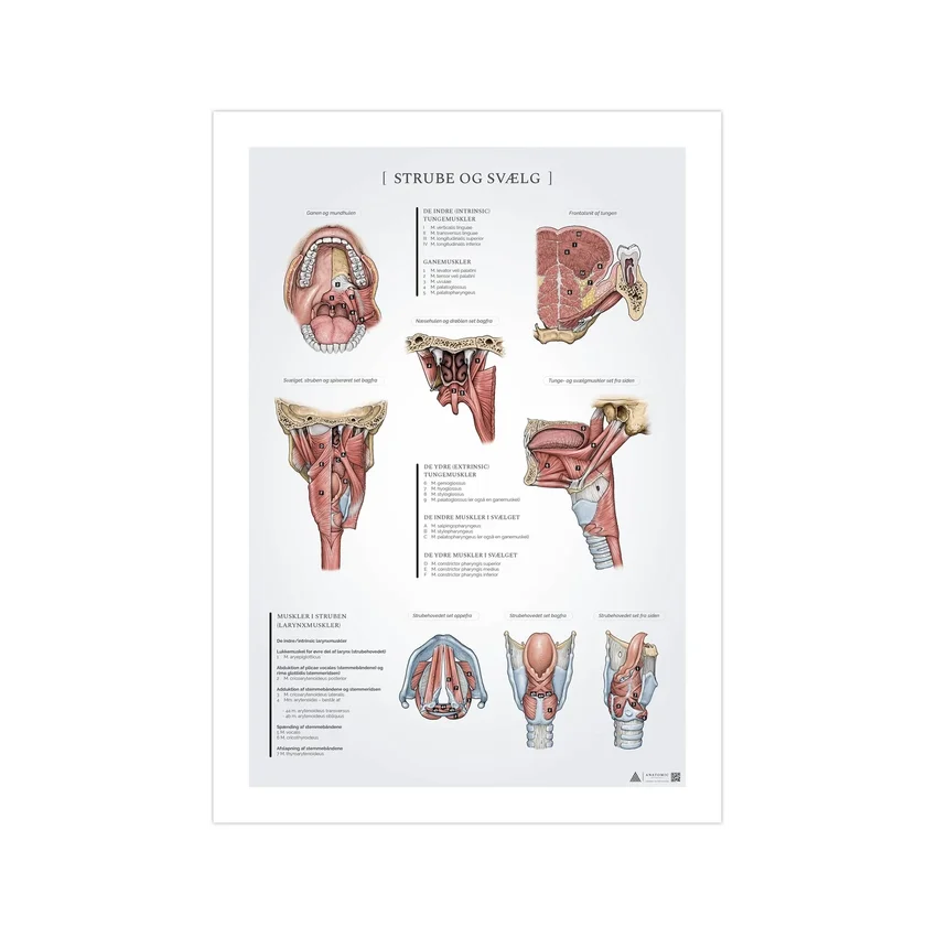 Hals och svalg anatomiposter 50x70mm