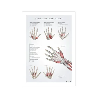 Muskler i handen anatomiposter 50x70mm