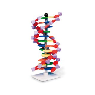 DNA modell, 12 lager