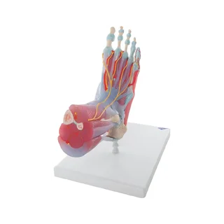 Fot, anatomisk modell i 6 delar