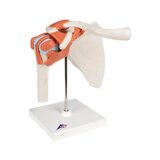 Flexibel axelmodell med ligament och färgade ledytor