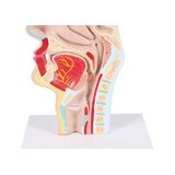Anatomisk modell av mun och svalg