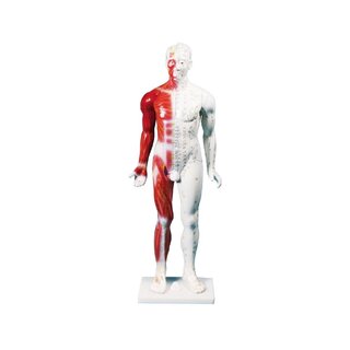 Kinesisk akupunktur figur, man, 80 cm