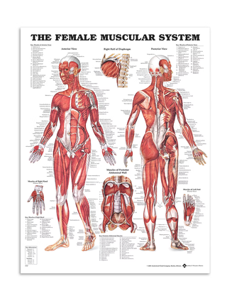 Kvinna muskler - Anatomiplansch 51x66 cm
