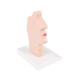 Anatomisk modell av mun och svalg