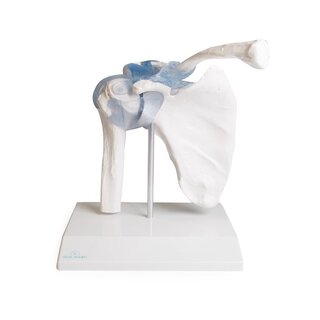 Axelled med ligament med stativ
