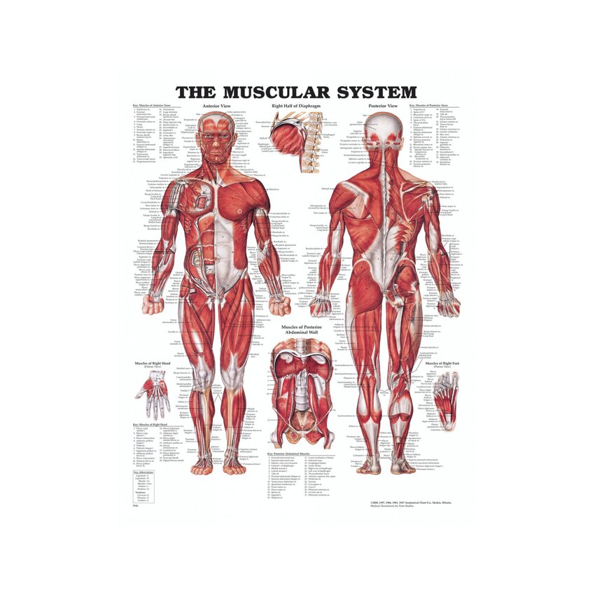 Anatomiplansch, Muskler (The muscular system)