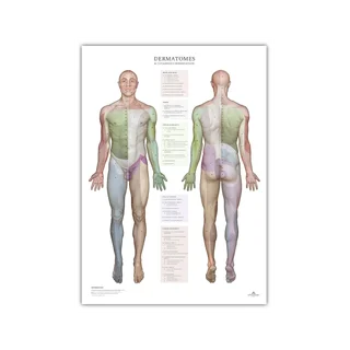 Dermatomer och hudens innervationsområden, plansch 50x70 cm
