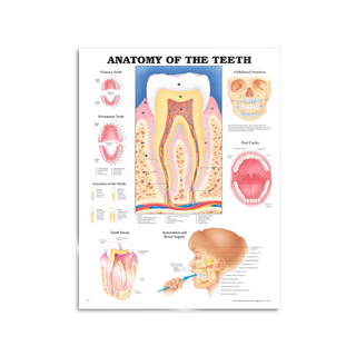 Tändernas anatomi laminerad affisch engelsk (Anatomy of the teeth)
