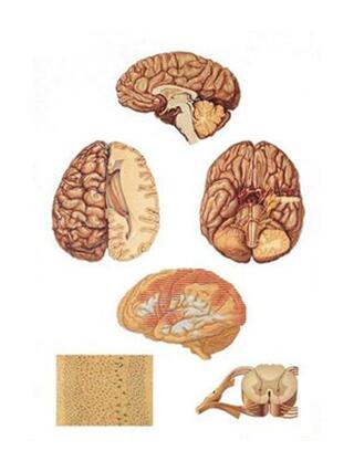 Centrala nervsystemet 84x200 cm - Affisch