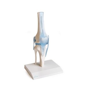 Knäled med ligament med stativ