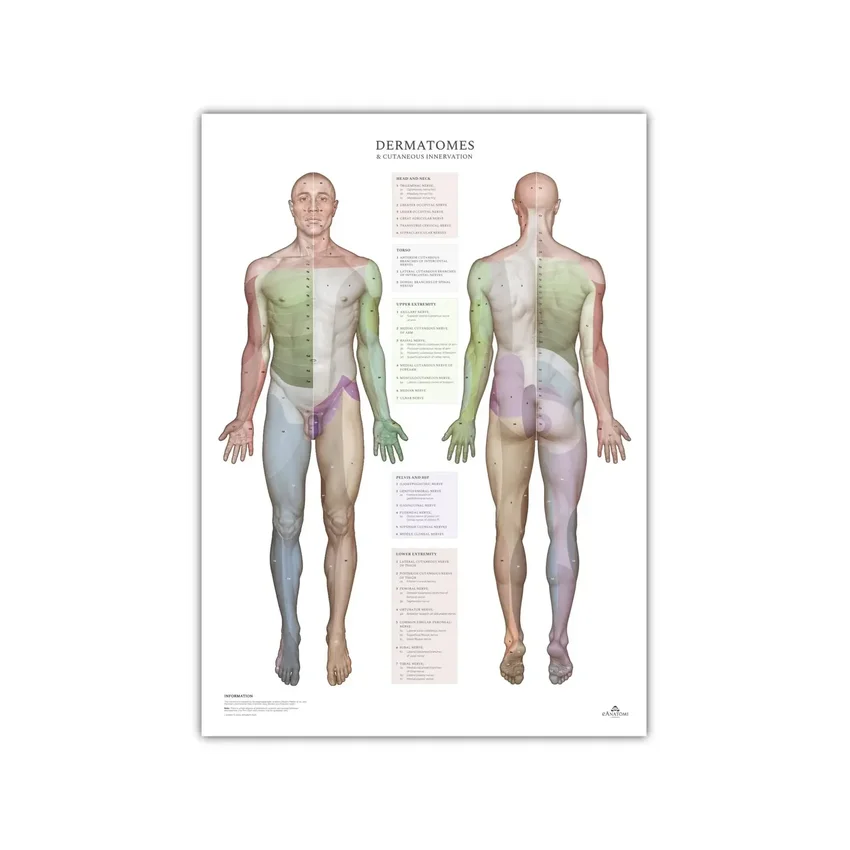 Dermatomer och kutana innervationsområden