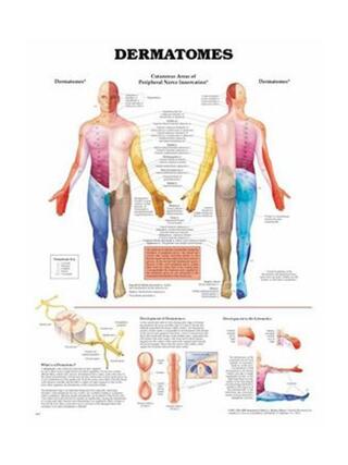 Poster av dermatomer på engelska