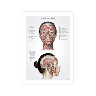 Ansiktsmuskler hos kvinnor, anatomiposter 50x70mm