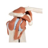 Flexibel axelmodell med ligament och färgade ledytor