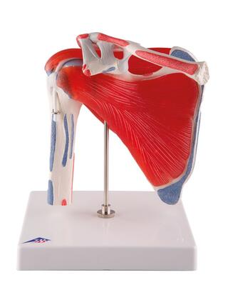 Rörlig modell av axel med muskler, i fem delar