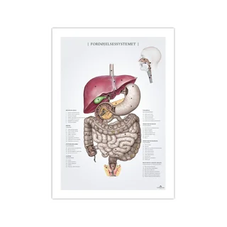 Matsmältningssystemet anatomiposter 50x70mm