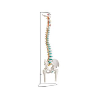 Flexibel kotpelare med lårbenshuvuden