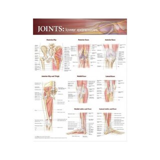 Leden i underextremiteten poster affisch engelsk (Joints of lower extremities)
