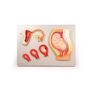 Embryologimodell, från befruktning till 9:e månaden