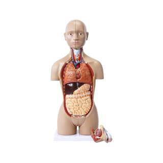 Mini torso med 15 delar och utbytbara genitalia
