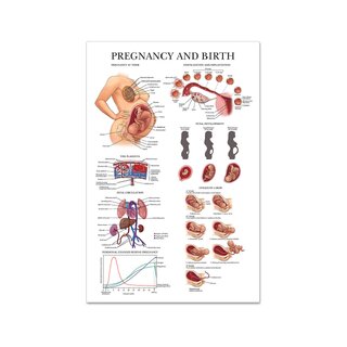Anatomiplansch Reproduktion och fosterutveckling, PET-plast 51x66 cm (engelsk)