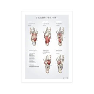 Fotens muskler anatomiposter 50x70mm