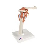 Flexibel axelmodell med ligament och färgade ledytor