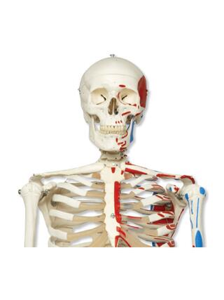 3B Scientific - Skelett med muskelmarkeringar