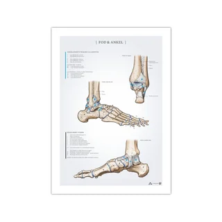 Fot och fotled anatomiposter 50x70mm
