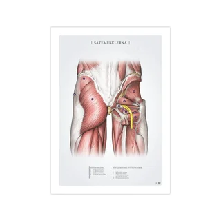 Sätesmusklerna poster 50x70mm