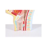 Anatomisk modell av mun och svalg