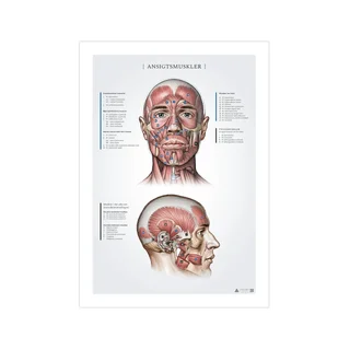 Ansiktsmuskler, anatomiposter 50x70mm