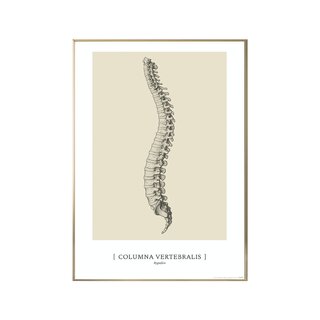Anatomisk konst plansch, CLASSIC1