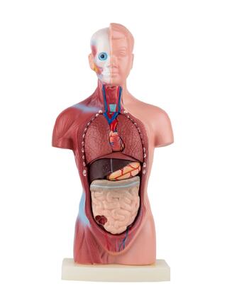 Anatomisk torso - 15 delar | Present tips