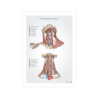 Halsmuskler anatomiposter 50x70mm