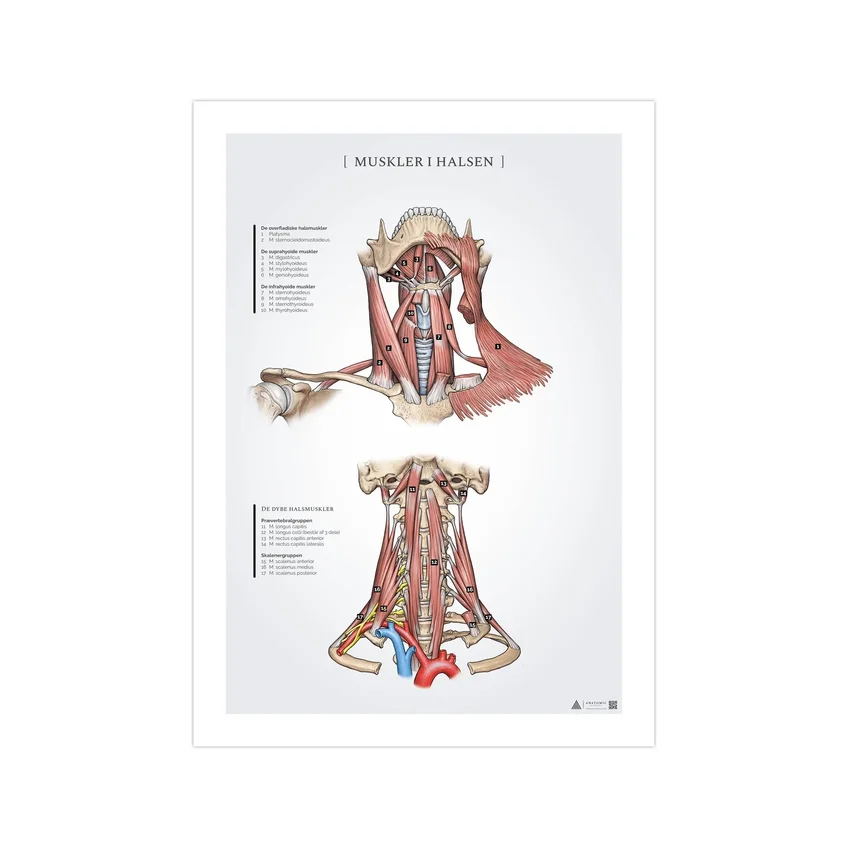 Halsmuskler anatomiposter 50x70mm