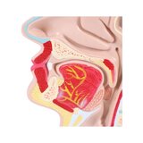 Anatomisk modell av mun och svalg
