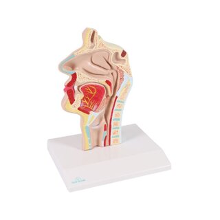 Anatomisk modell av mun och svalg