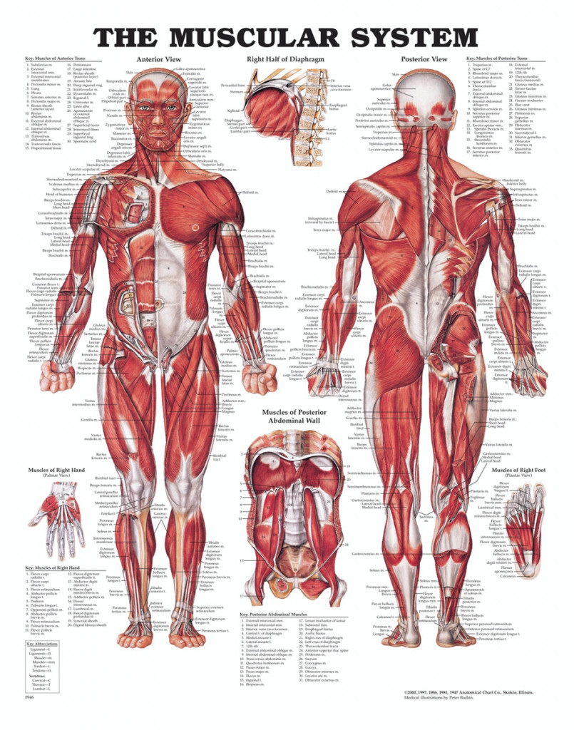 Anatomiplansch - Muskler